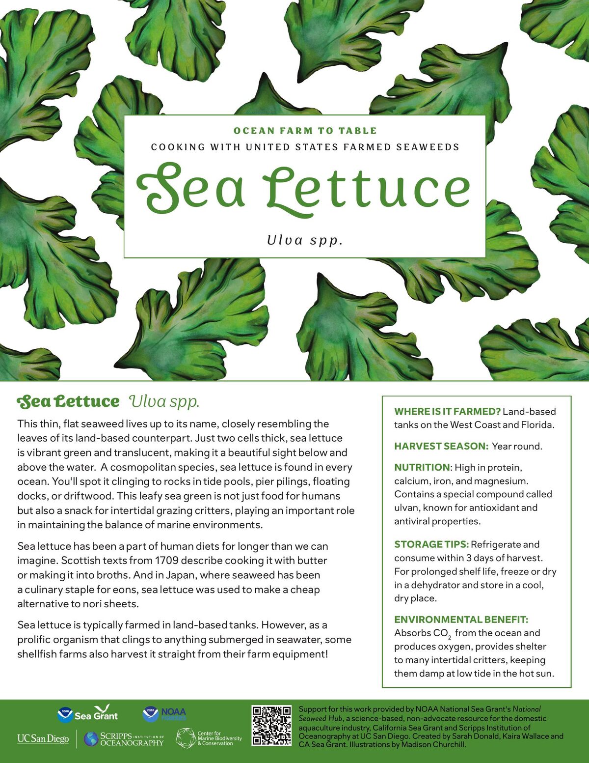 Sea Lettuce recipe card — illustration by Madison Churchill