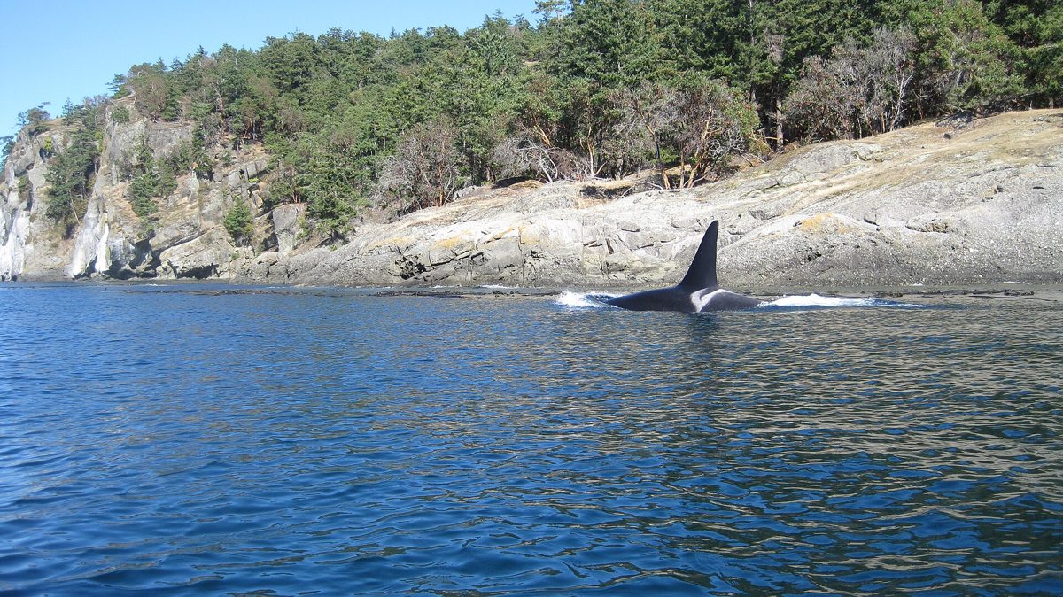 A male Southern Resident killer whale surfacing in Puget Sound, tall straight dorsal fin above the water.