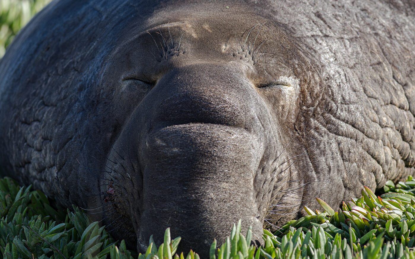 A large male northern elephant seal resting on a sand beach.