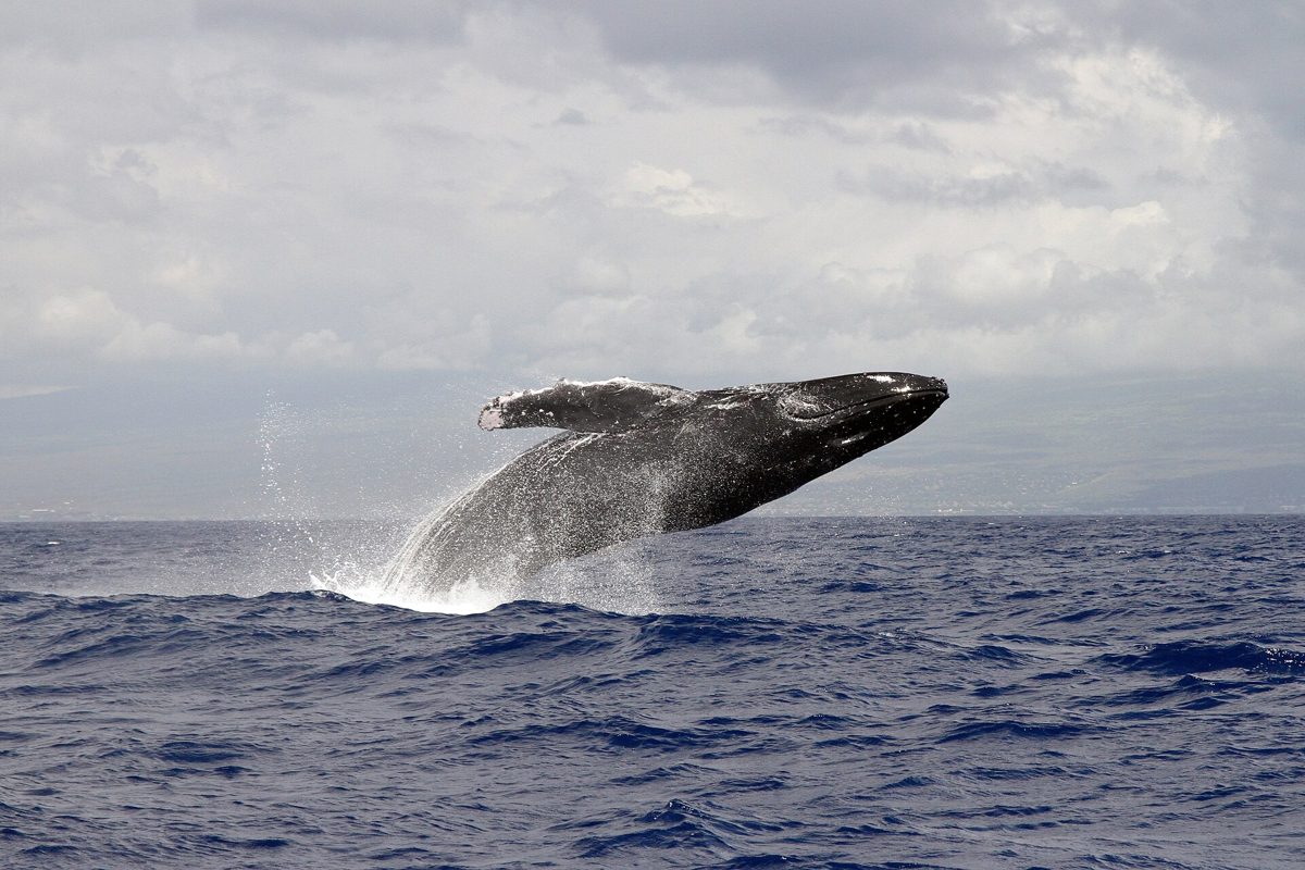 A humpback whale breaching clear of the water, long white pectoral flippers visible.