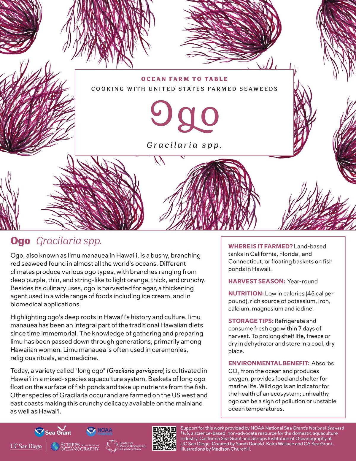 Ogo recipe card — illustration by Madison Churchill
