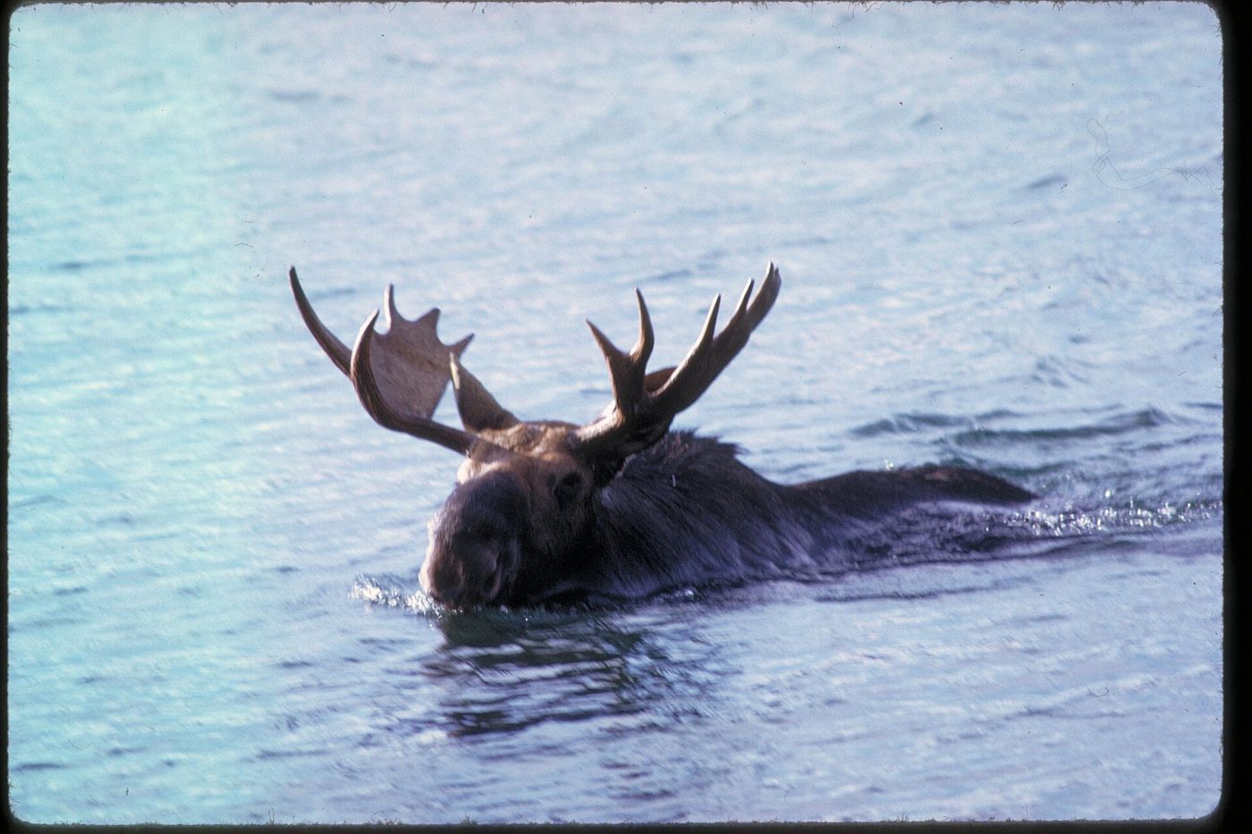 A moose swimming with its head and antlers above the water.