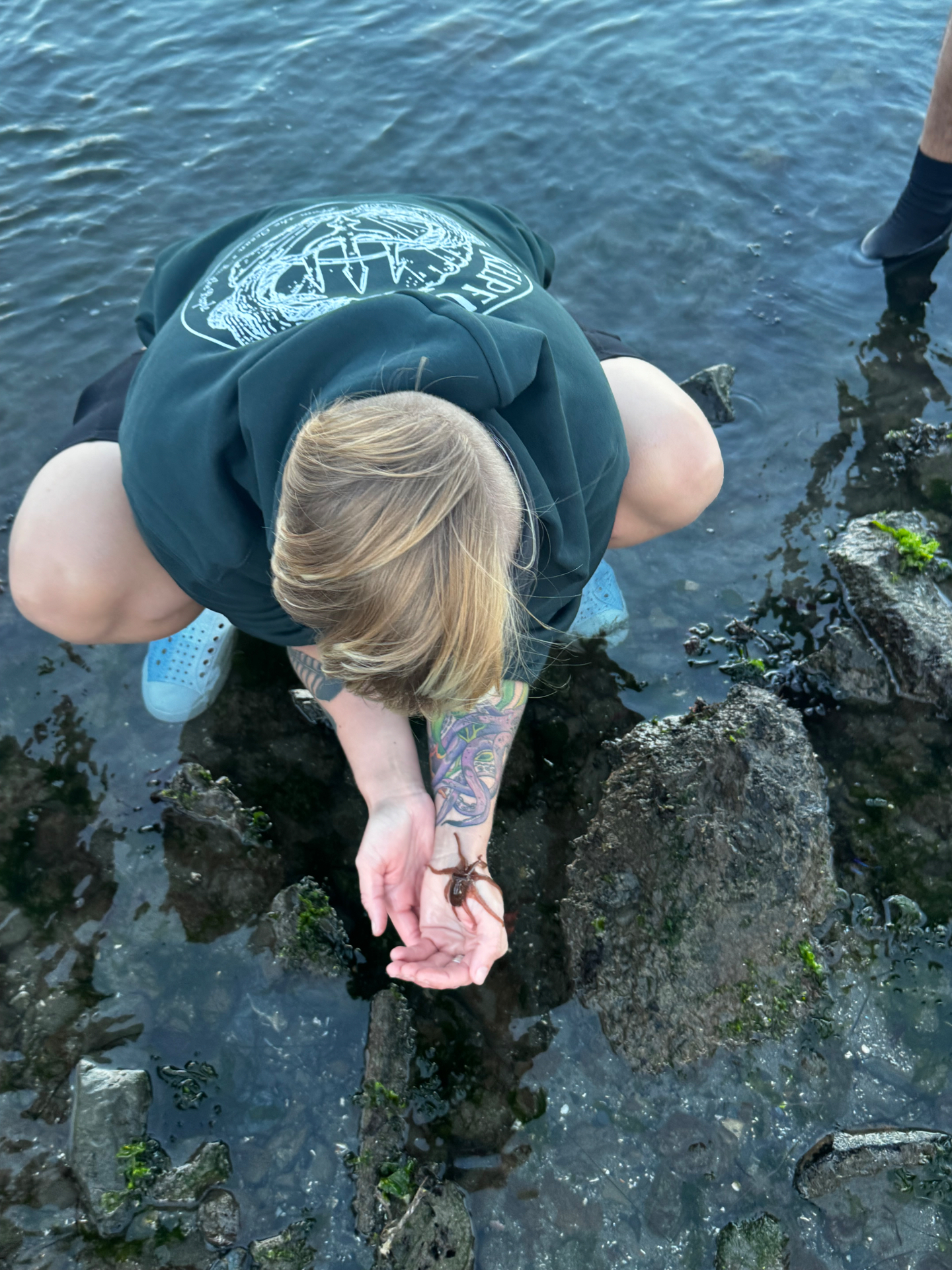 Jules crouched in a tidepool, gathering seaweed by hand