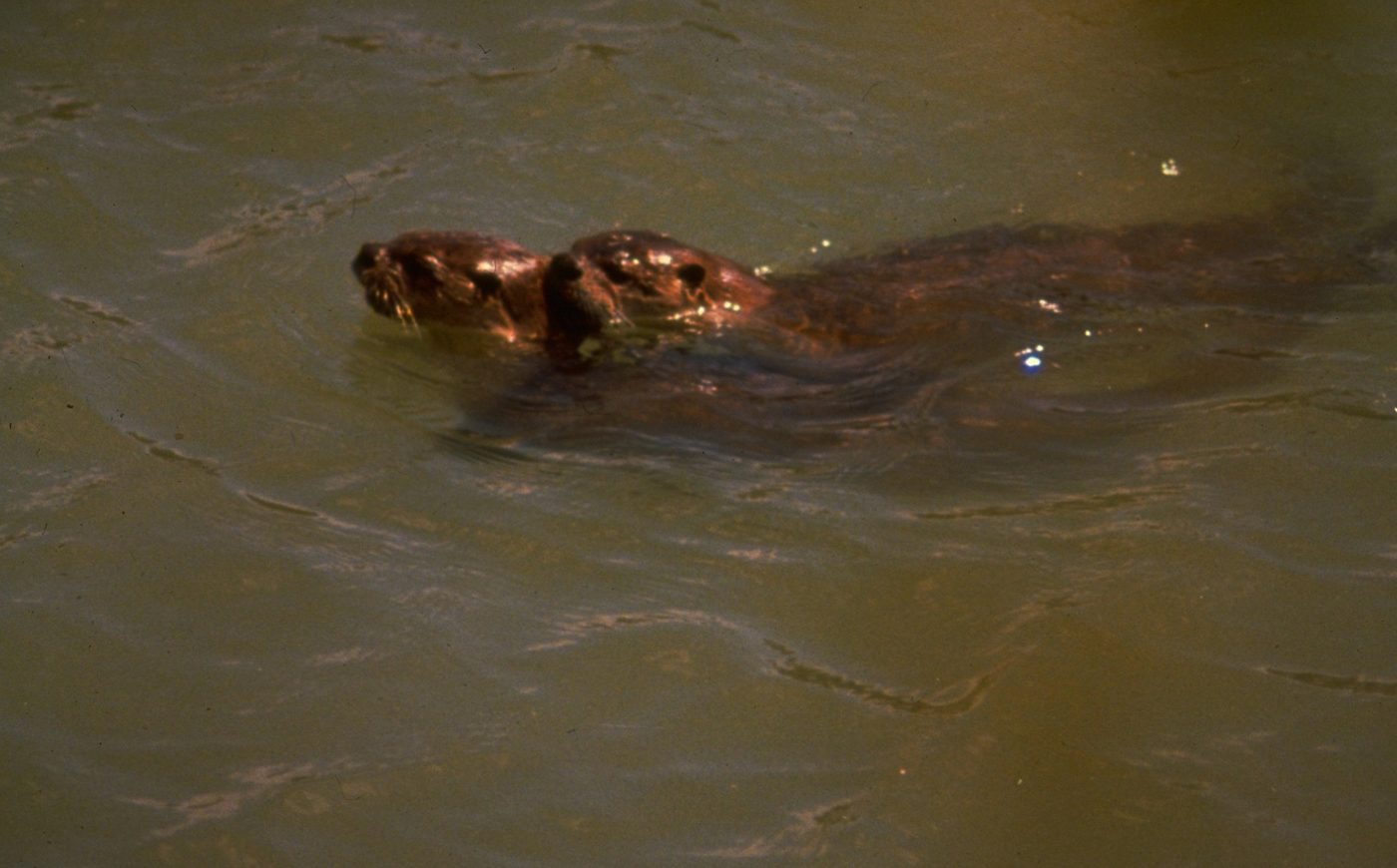 A river otter on a rocky shoreline beside the water.