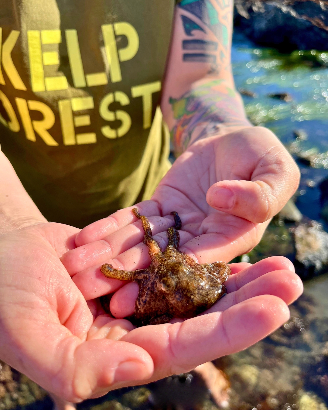 A small octopus held in cupped hands above a tidepool