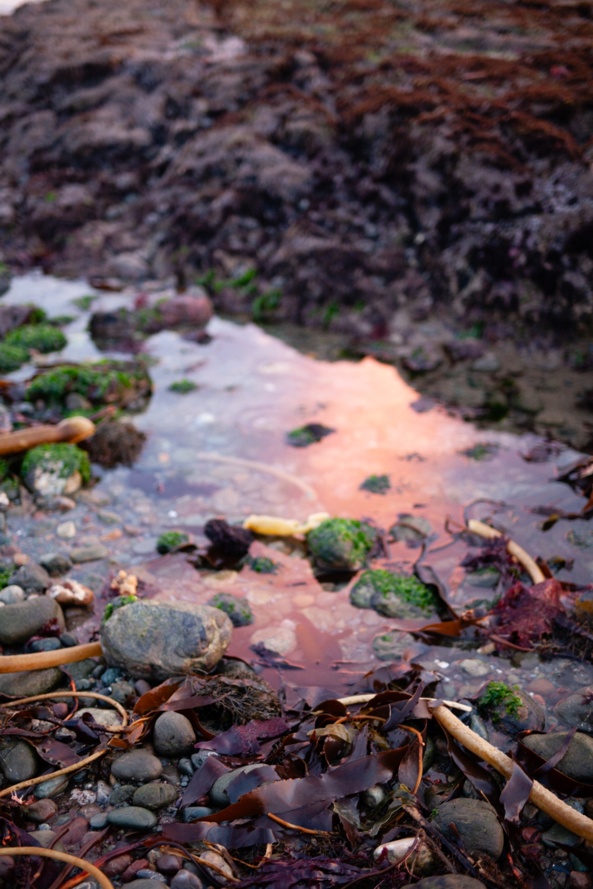 Sunset reflecting in a quiet tidepool