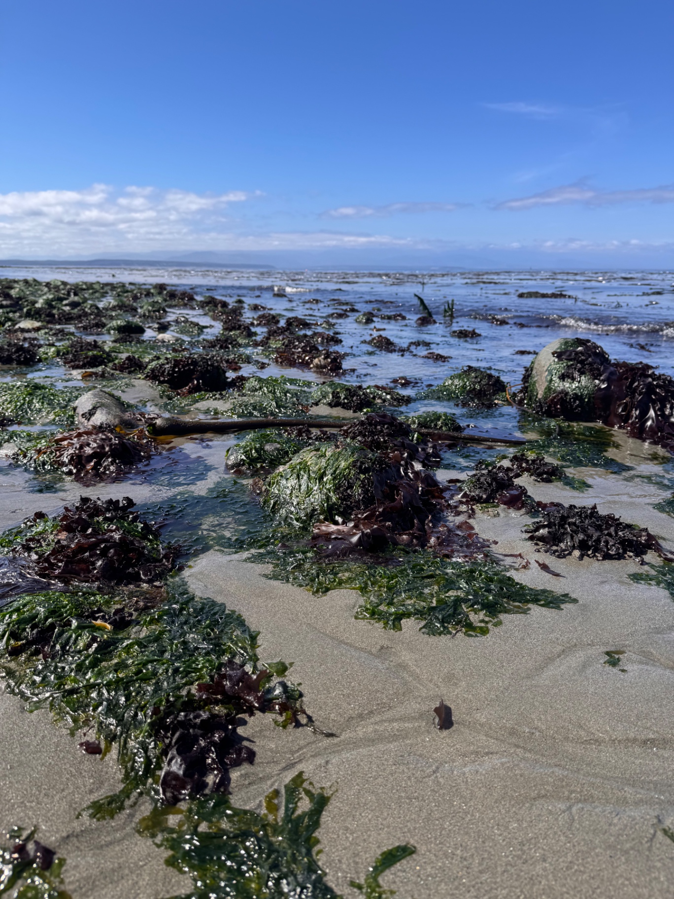 Low tide at Fort Ebey — sea lettuce and red algae draped over cobbles with the Strait beyond