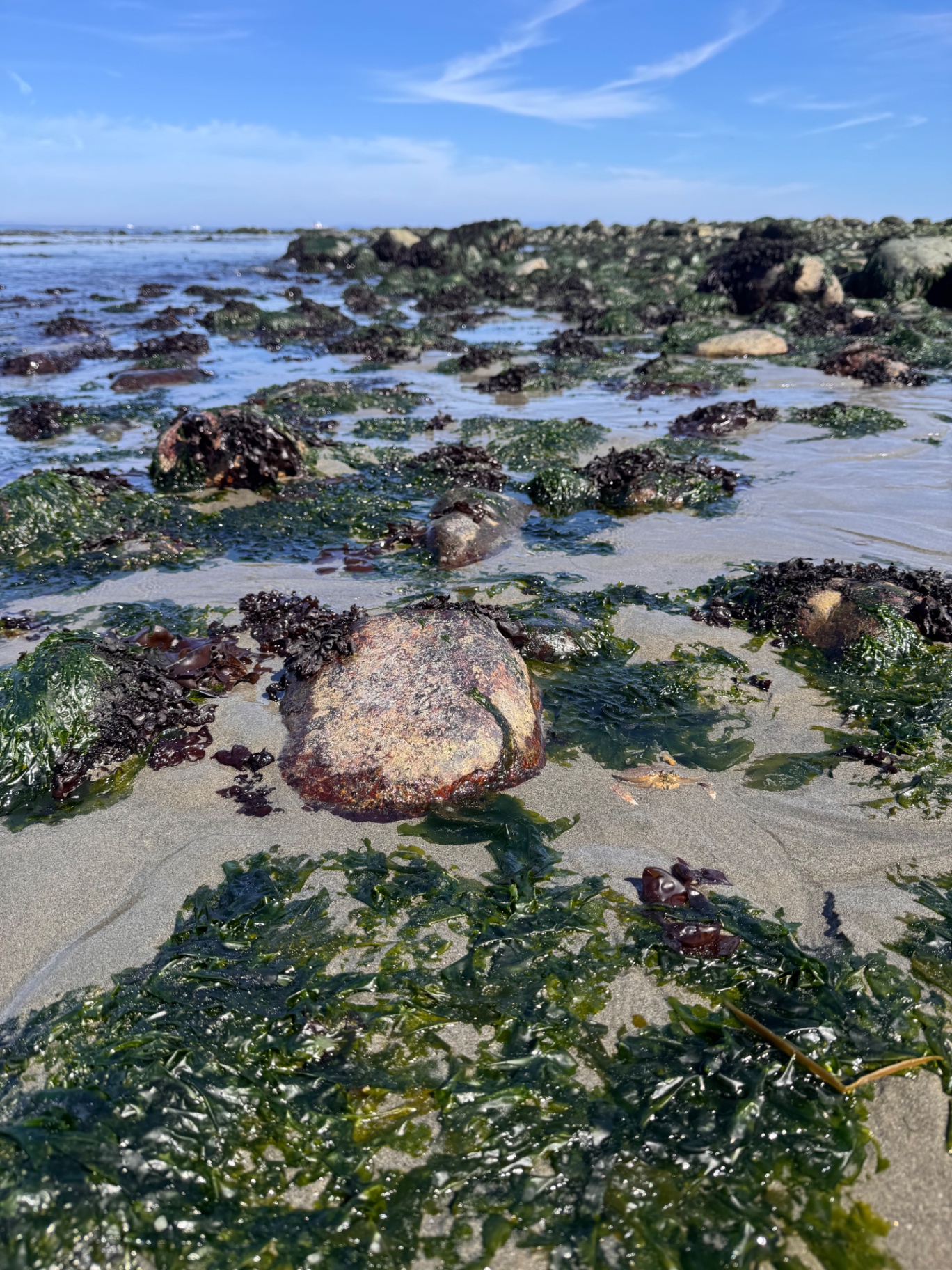 Rockweed and sea lettuce beds on the Fort Ebey tideflat at low water