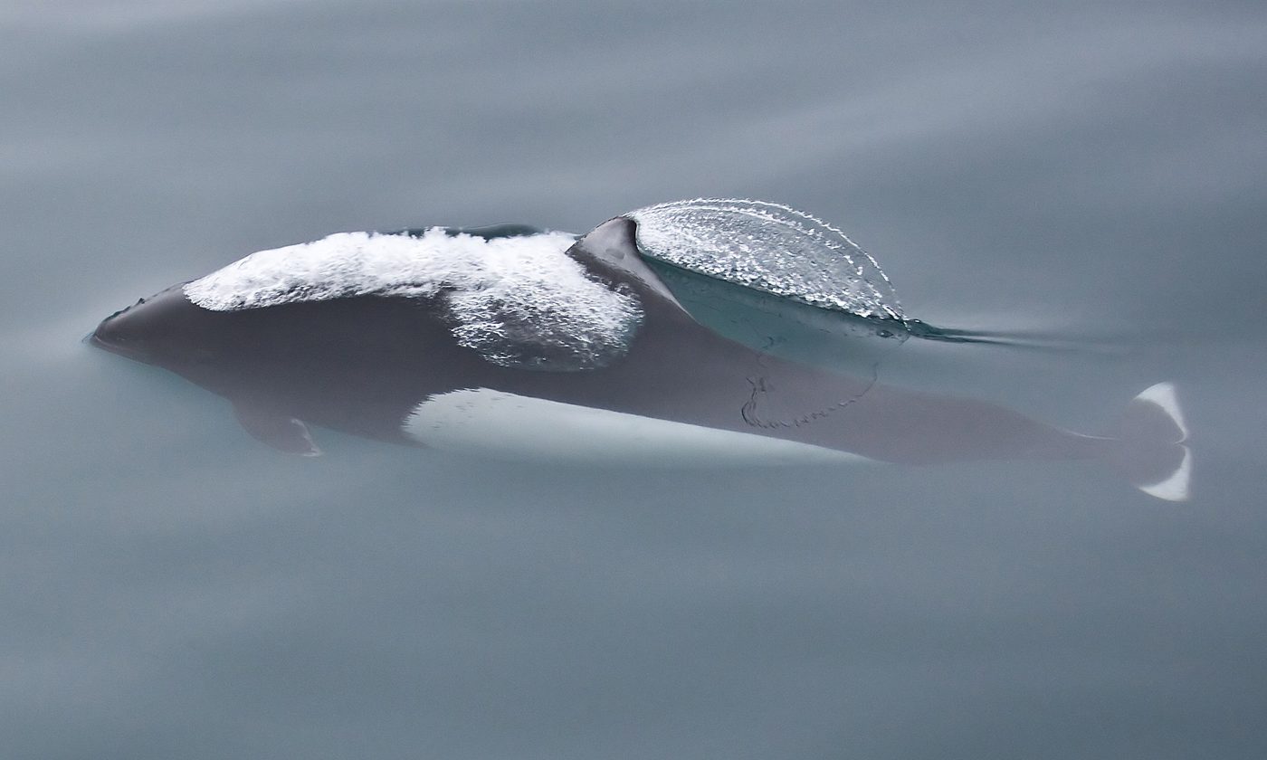 A Dall's porpoise surfacing fast, black body with a sharp white flank patch.