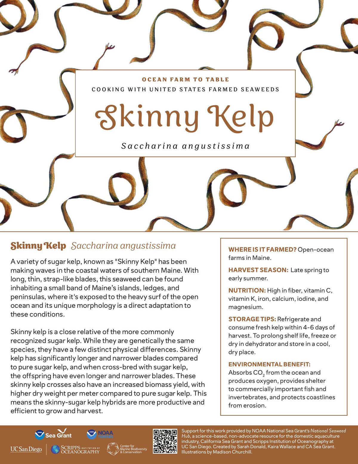 Skinny Kelp recipe card — illustration by Madison Churchill