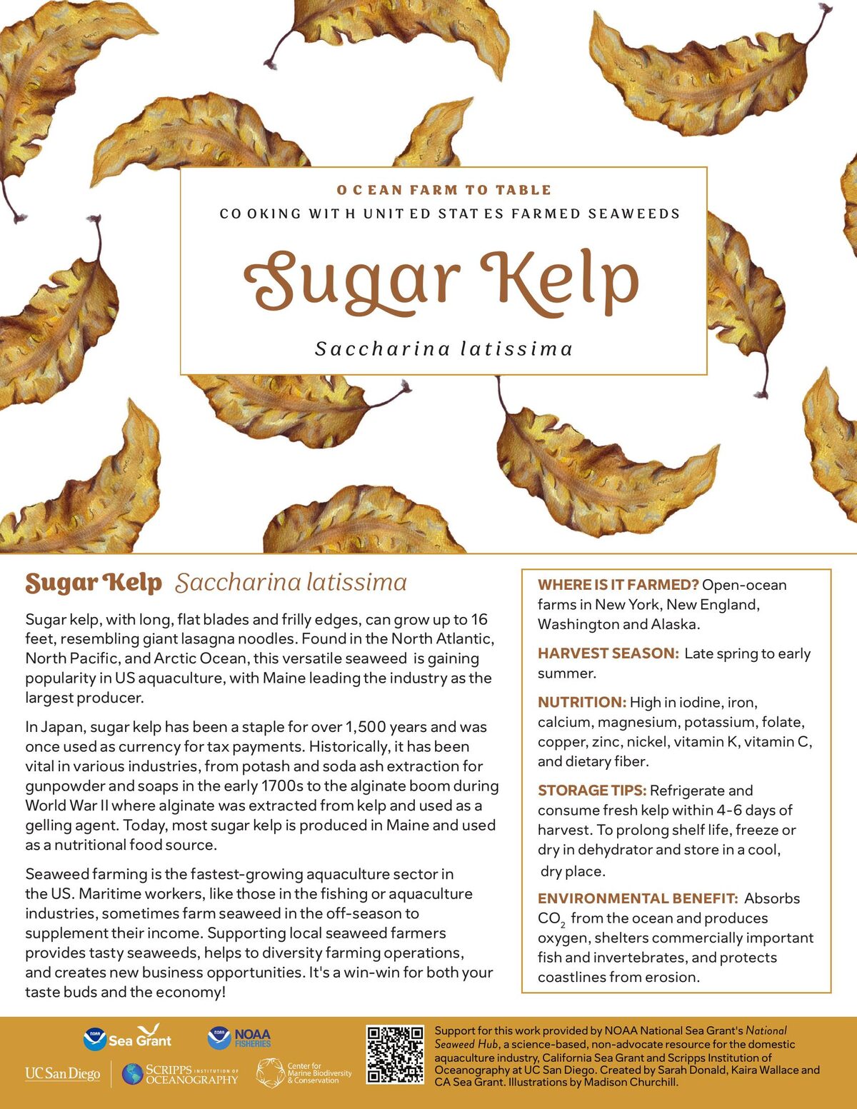 Sugar Kelp recipe card — illustration by Madison Churchill