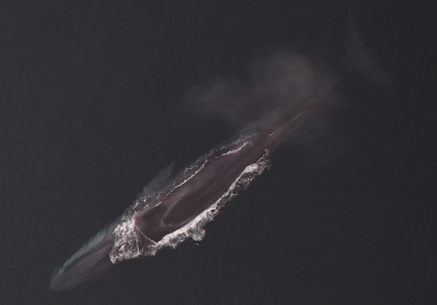 A fin whale breaking the surface, long sleek back and a tall angled dorsal fin.