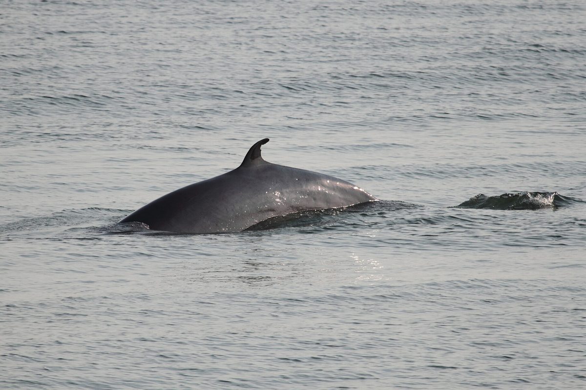 A minke whale surfacing, showing a sharply pointed snout and small curved dorsal fin.
