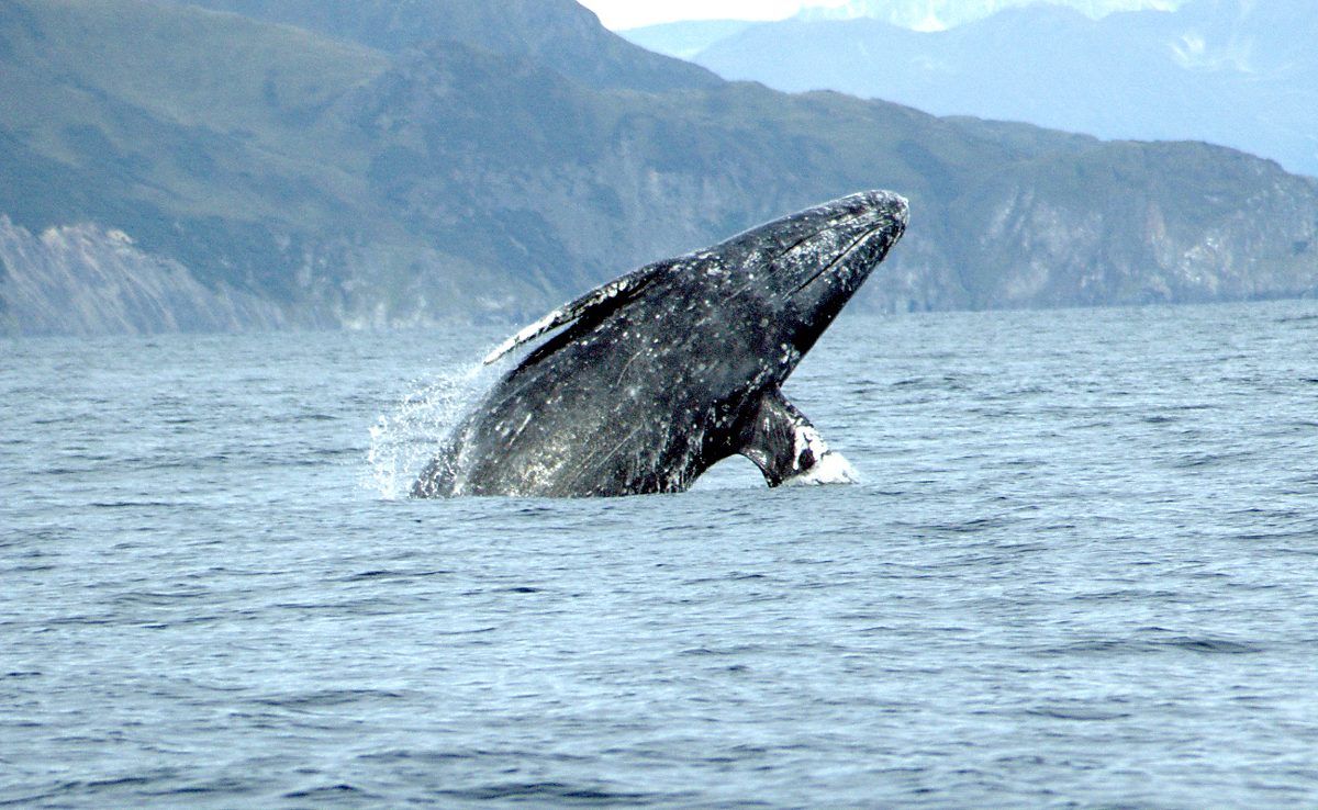 A gray whale surfacing, mottled gray skin crusted with barnacles and pale scarring.