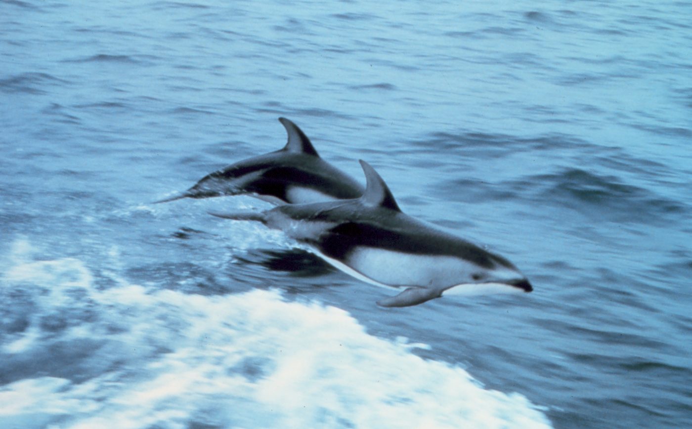 A Pacific white-sided dolphin leaping clear of the water, showing pale flank stripes.