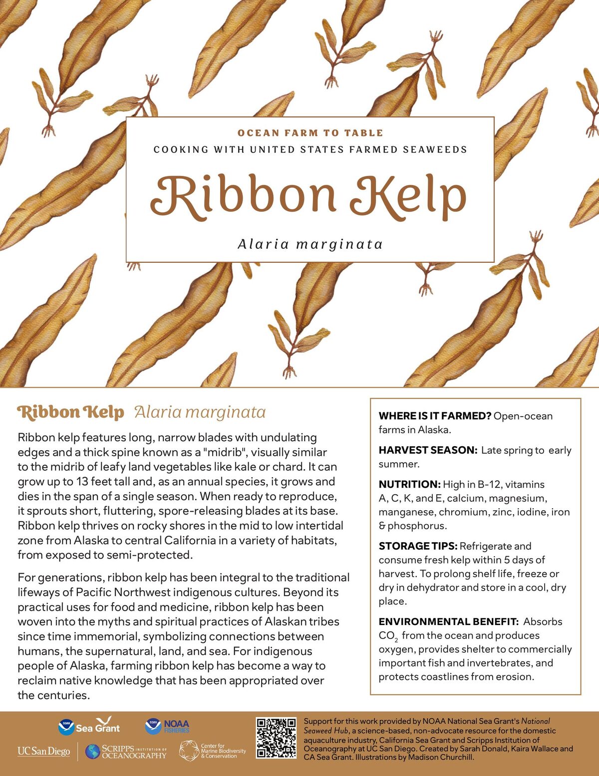 Ribbon Kelp recipe card — illustration by Madison Churchill