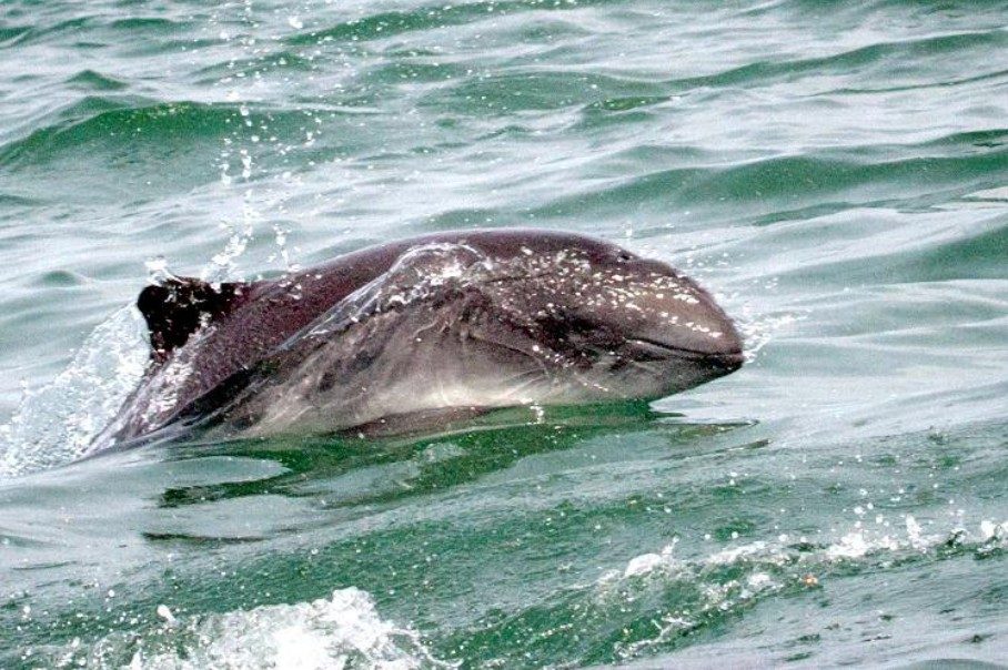 A harbor porpoise surfacing quietly, showing a small triangular dorsal fin.