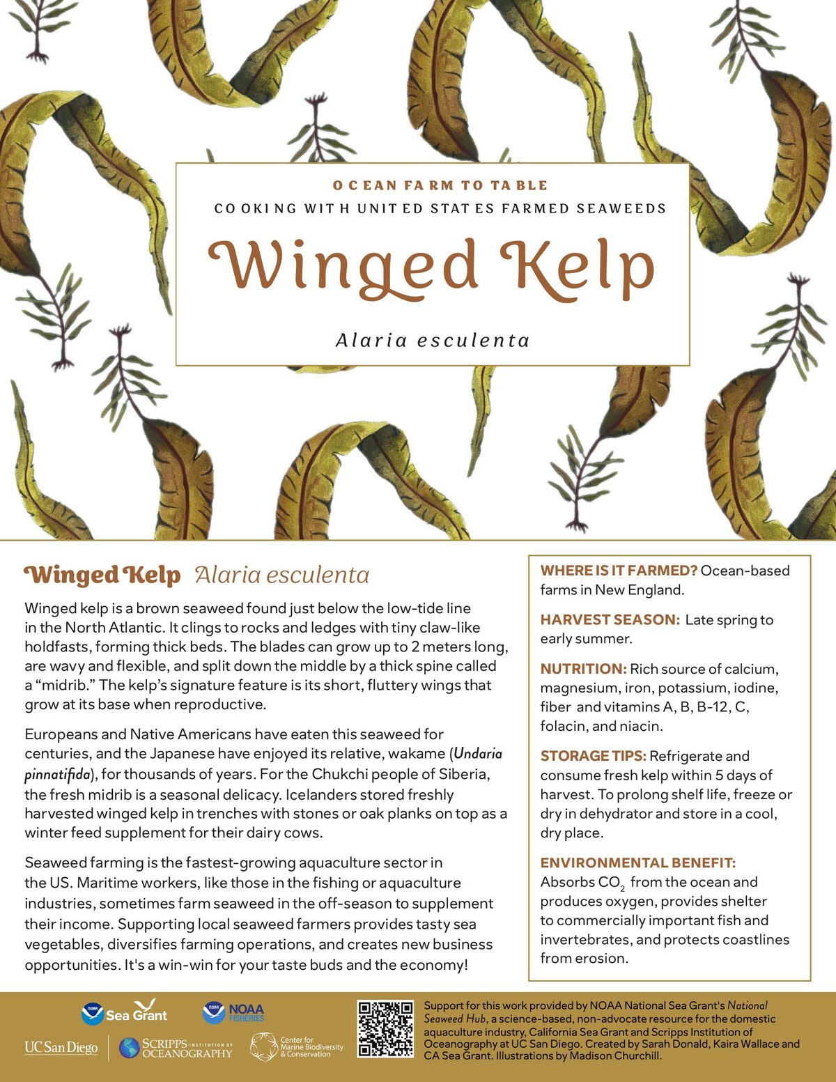 Winged Kelp recipe card — illustration by Madison Churchill