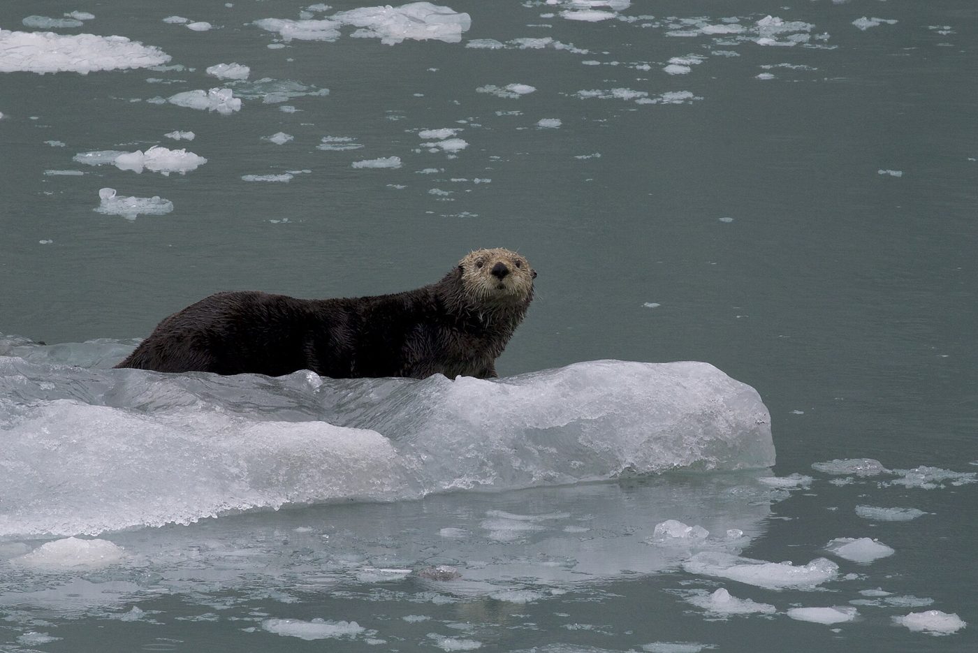 A northern sea otter floating on its back in open water.