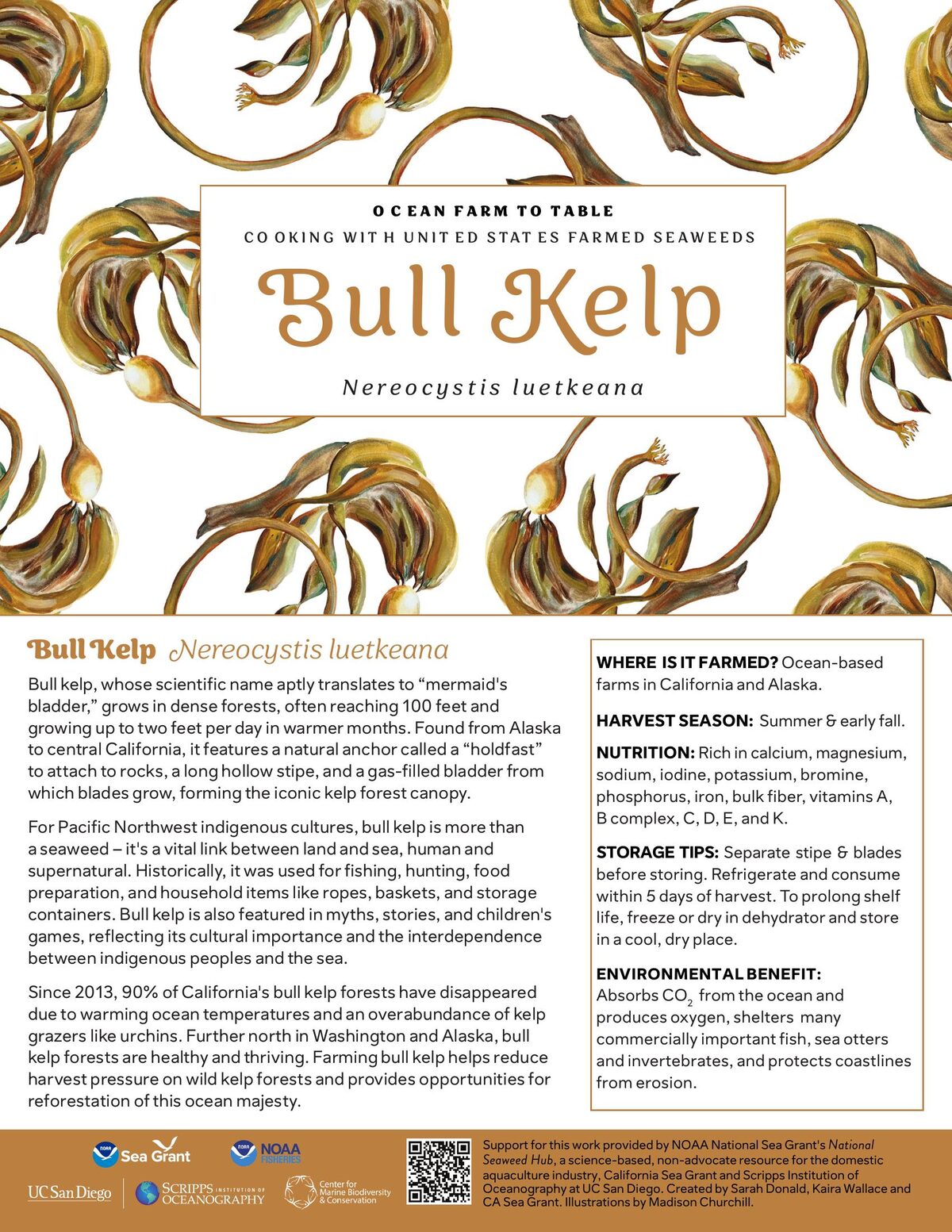 Bull Kelp recipe card — illustration by Madison Churchill