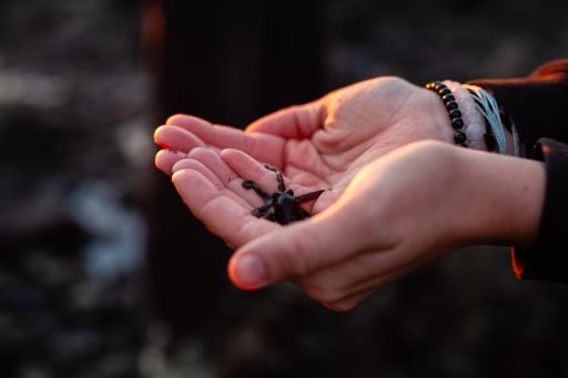 Cupped hands holding a small sea star over dark shoreline rocks at sunset