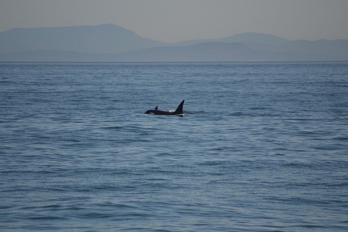Killer whales surfacing off Edmonds, Washington, in Puget Sound.