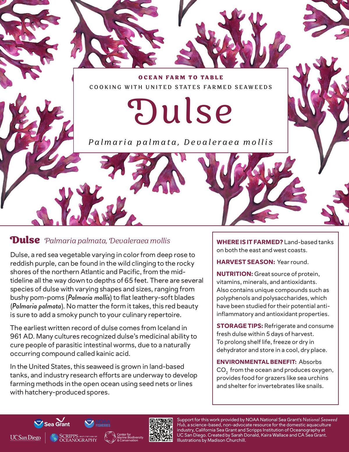 Dulse recipe card — illustration by Madison Churchill
