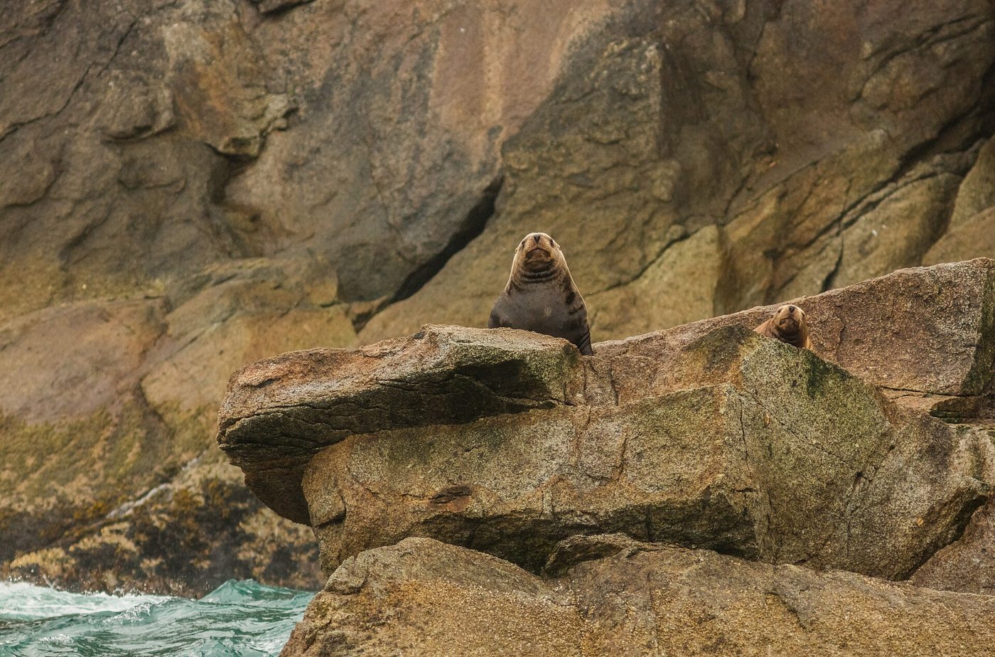 Steller sea lions hauled out on a rocky shoreline, pale tawny adults among the rocks.